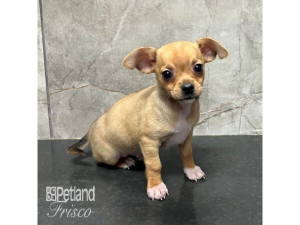 Chihuahua Dog Male Fawn 31720 Petland Frisco, Texas