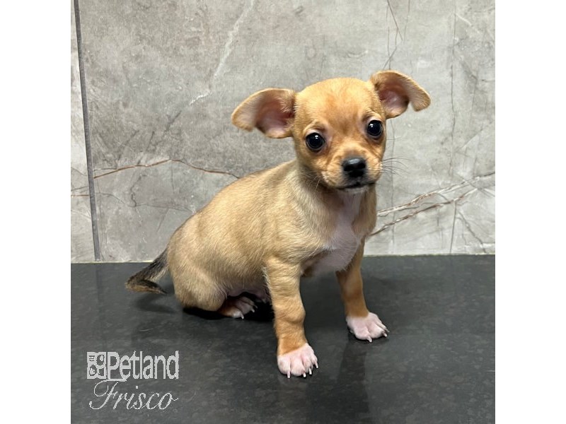 Chihuahua Dog Male Fawn 31720