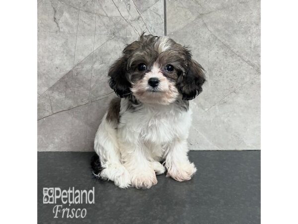 Cavachon Dog Female Sable / White 31750 Petland Frisco, Texas