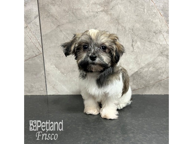Havanese Dog Female Sable 31751