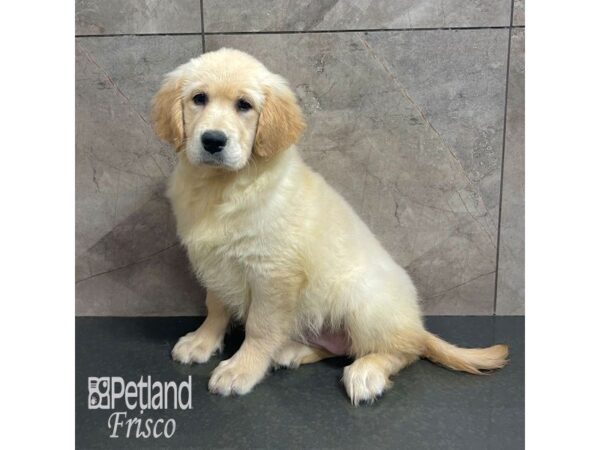 Golden Retriever Dog Female Golden 31746 Petland Frisco, Texas