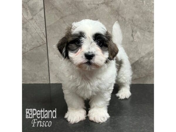 Daisy Dog-Dog-Female-Brown / White-31756-Petland Frisco, Texas