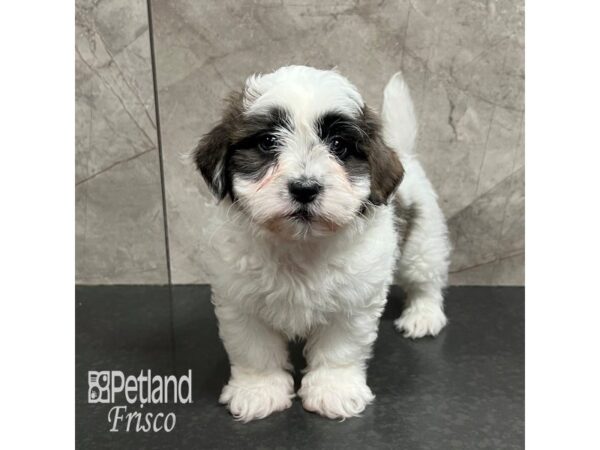 Daisy Dog Dog Female Brown / White 31756 Petland Frisco, Texas