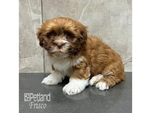 Lhasa Apso Dog Male Brown / White 31757 Petland Frisco, Texas