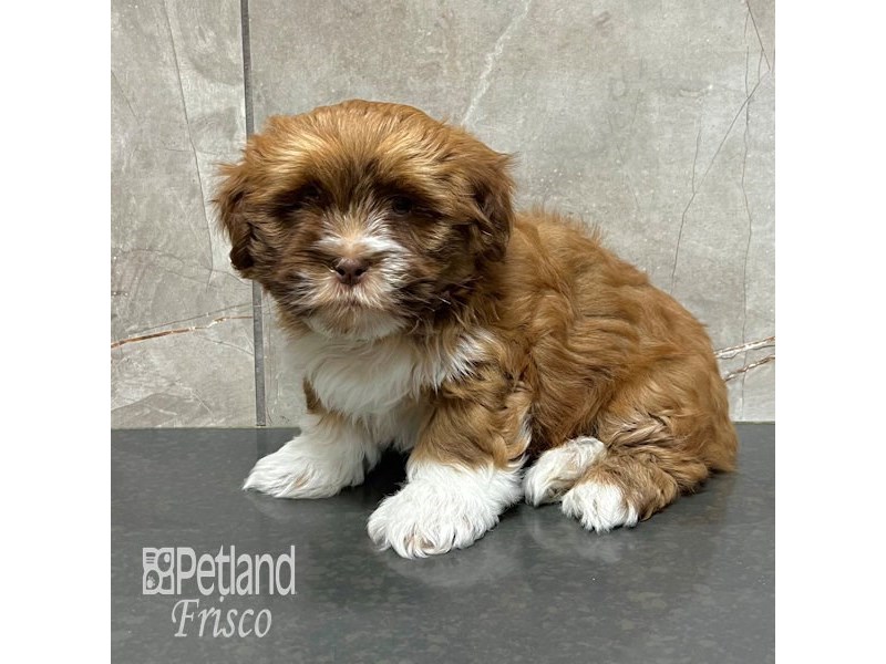 Lhasa Apso Dog Male Brown / White 31757