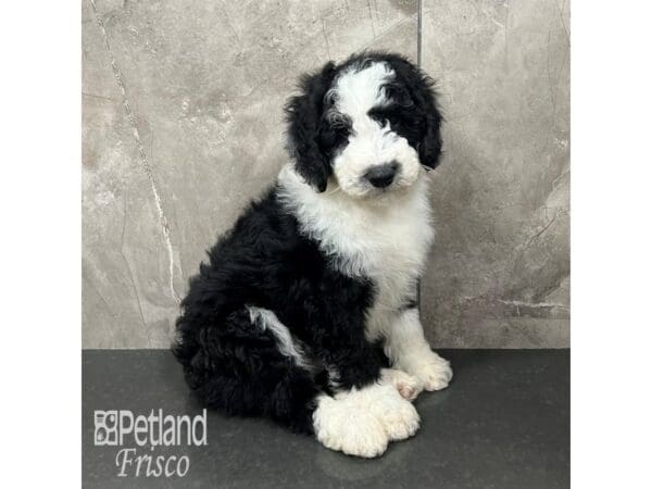 Sheepadoodle Mini Dog Male Black / White 31767 Petland Frisco, Texas