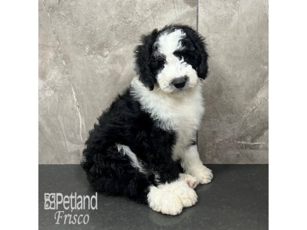 Sheepadoodle Mini-Dog-Male-Black / White-31767-Petland Frisco & Mckinney, Texas