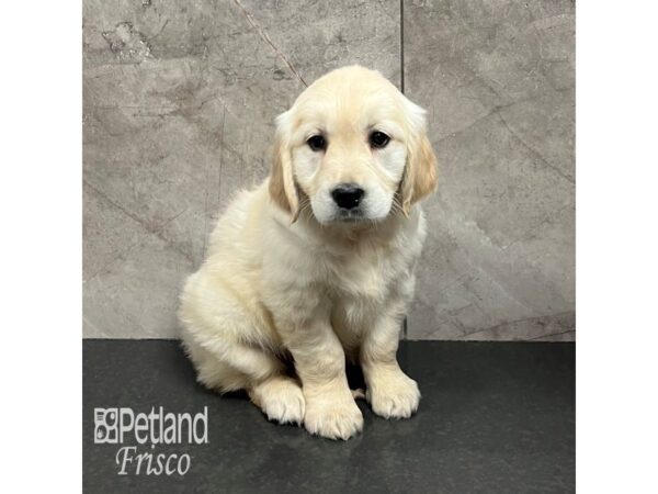 Golden Retriever-Dog-Female-Golden-31776-Petland Frisco & Mckinney, Texas