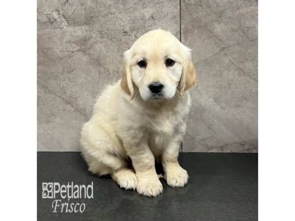 Golden Retriever Dog Female Golden 31776 Petland Frisco, Texas