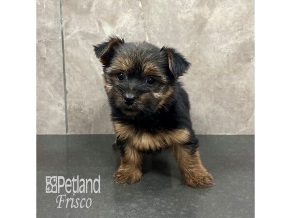 Yorkshire Terrier-Dog-Female-Black / Tan-31766-Petland Frisco, Texas