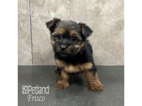 Yorkshire Terrier Dog Female Black / Tan 31766 Petland Frisco, Texas