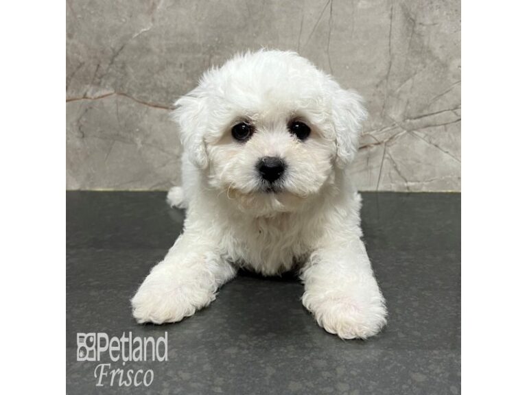 Teddy Bear Dog Male White 31788