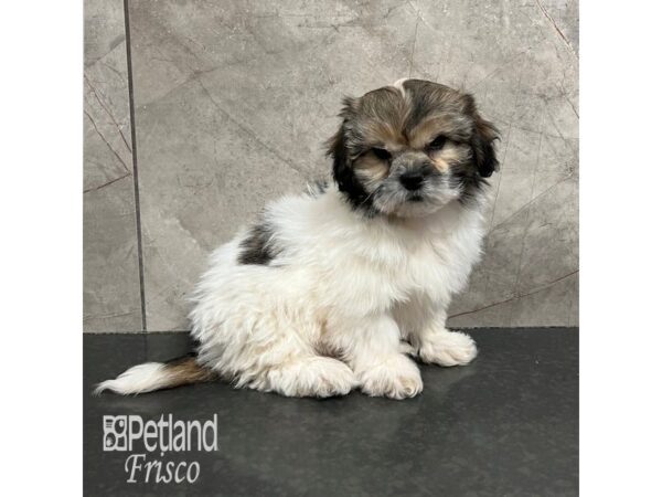 Teddy Bear Dog Female Gold / White 31796 Petland Frisco, Texas