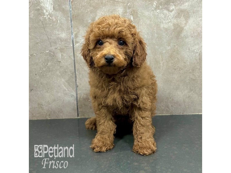 Poodle Dog Male Red 31804