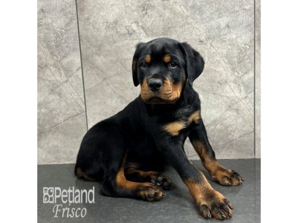 Rottweiler-Dog-Male-Black / Rust-31811-Petland Frisco, Texas