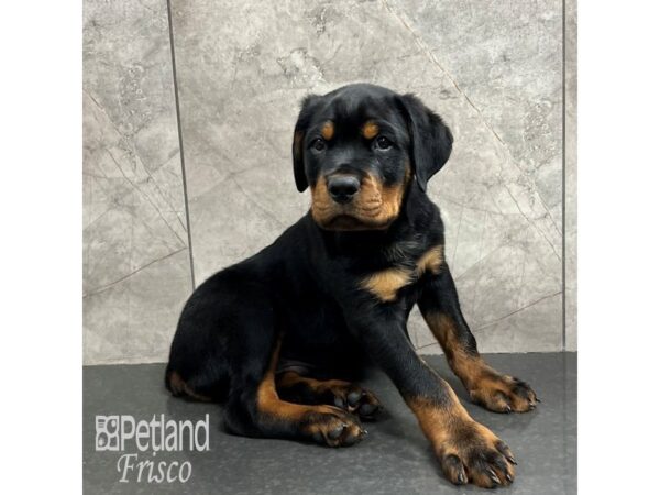 Rottweiler-Dog-Male-Black / Rust-31811-Petland Frisco & Mckinney, Texas