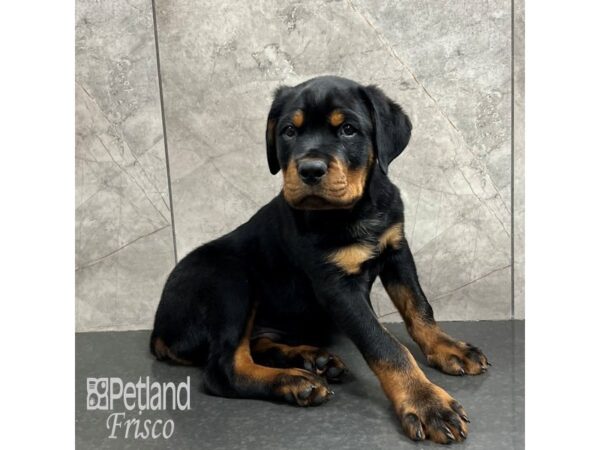 Rottweiler Dog Male Black / Rust 31811 Petland Frisco, Texas