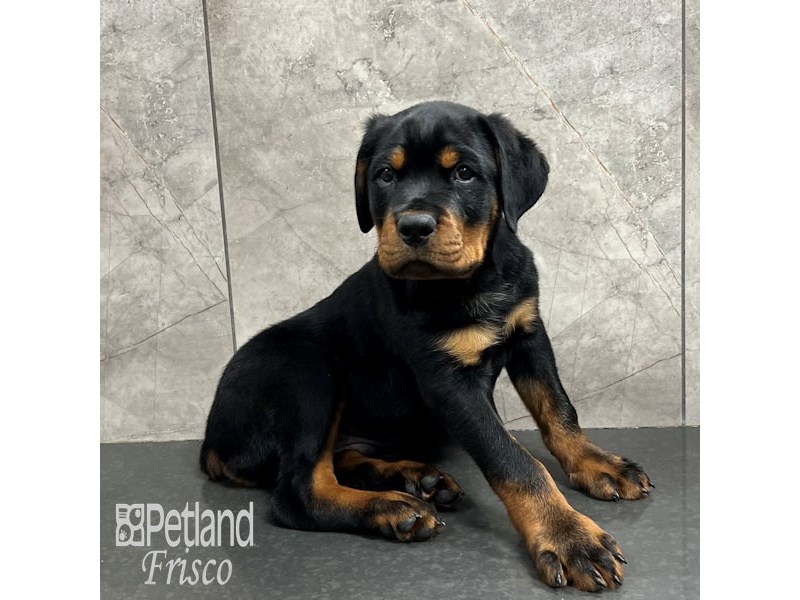 Rottweiler Small Animal Black / Rust ID:31811 Located at Petland Frisco ...