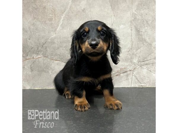 Miniature Dachshund-Dog-Female-Black / Tan-31812-Petland Frisco, Texas