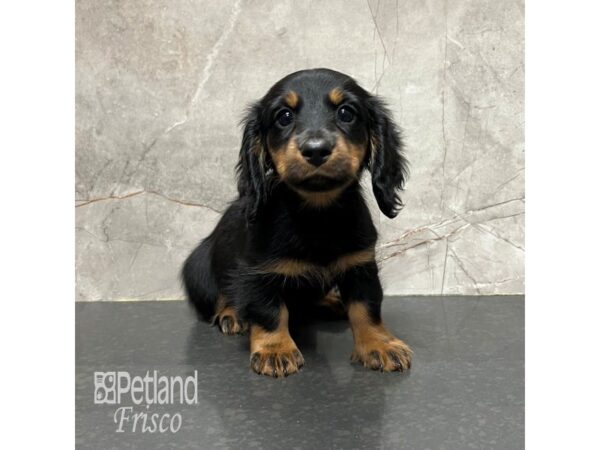 Miniature Dachshund Dog Female Black / Tan 31812 Petland Frisco, Texas