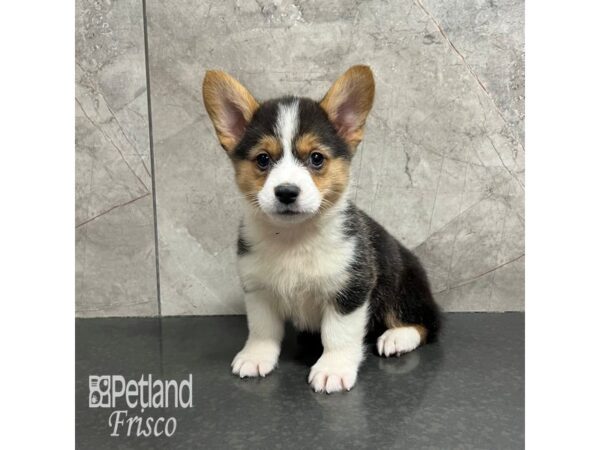Pembroke Welsh Corgi-Dog-Male-Black Tri-31814-Petland Frisco & Mckinney, Texas
