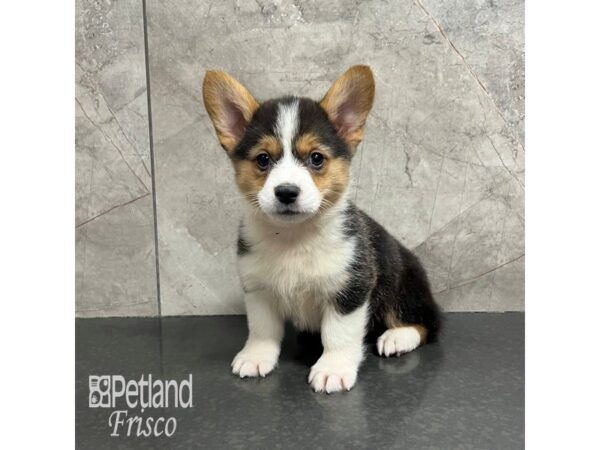 Pembroke Welsh Corgi-Dog-Male-Black Tri-31814-Petland Frisco, Texas