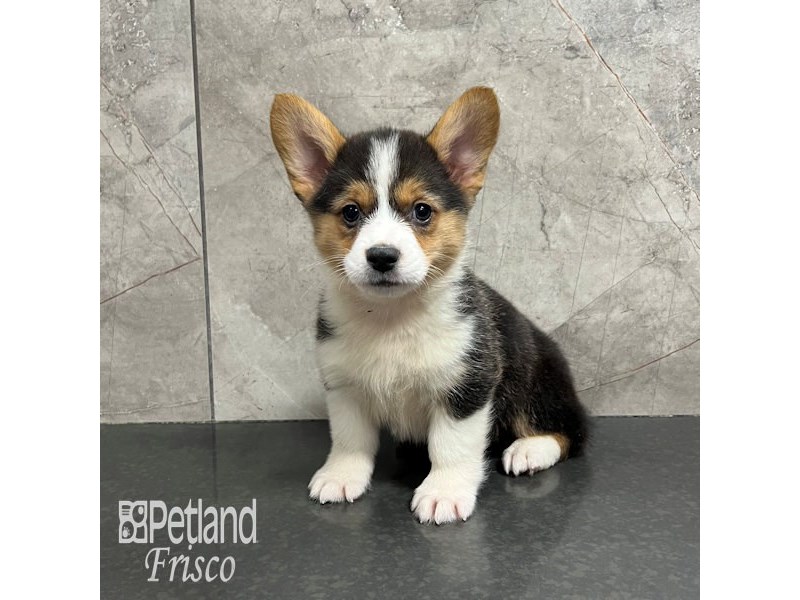 Pembroke Welsh Corgi Dog Male Black Tri 31814