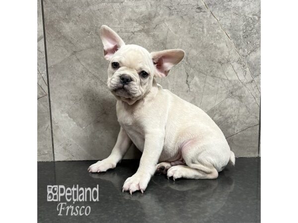 French Bulldog-Dog-Male-Cream-31817-Petland Frisco & Mckinney, Texas