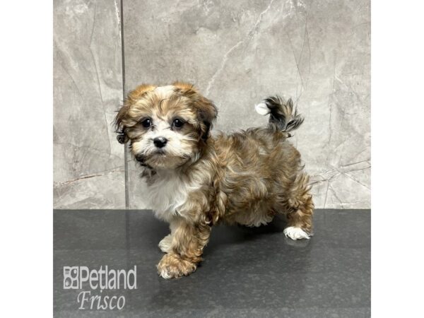 Havanese Dog Female Sable 31803 Petland Frisco, Texas