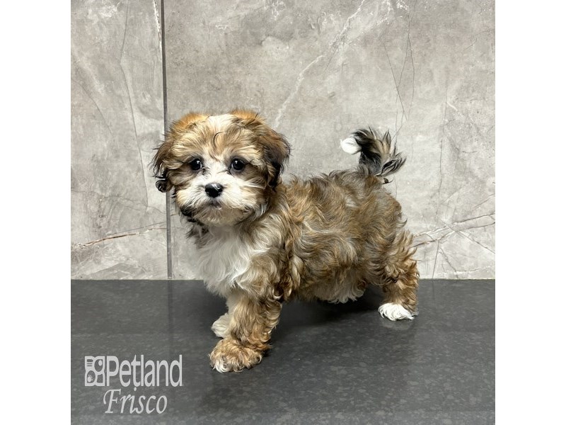 Havanese Dog Female Sable 31803