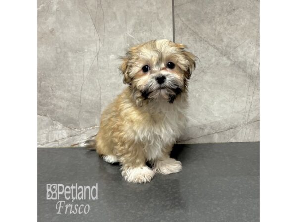 Havanese Dog Female Sable 31802 Petland Frisco, Texas