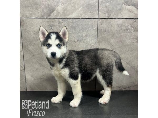 [#31857] Black / White Female Siberian Husky Puppies For Sale