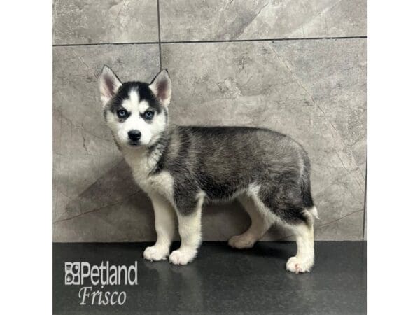 [#31855] Black / White Female Siberian Husky Puppies For Sale