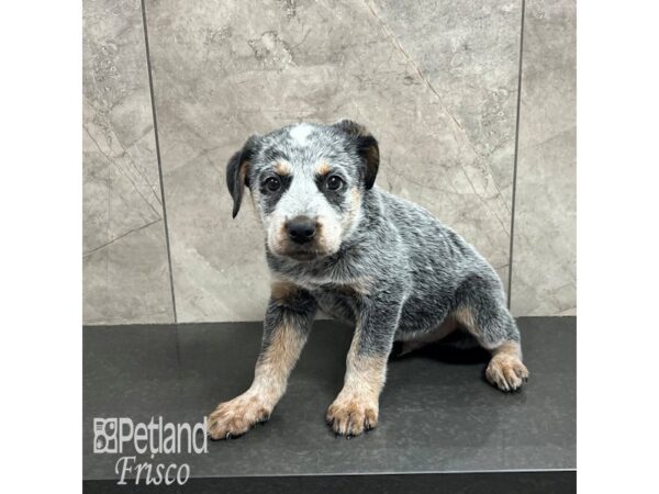 Blue Heeler-Dog-Male-Blue-31833-Petland Frisco & Mckinney, Texas