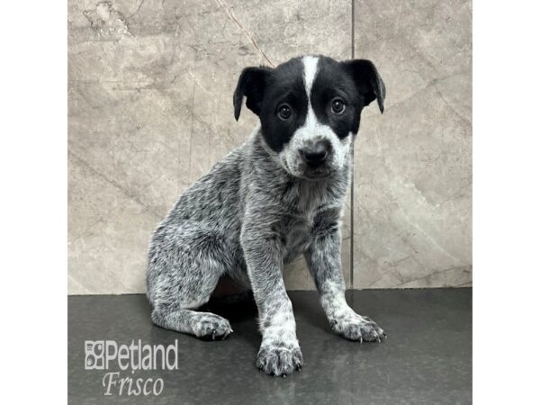 Blue Heeler-Dog-Female-Blue-31832-Petland Frisco & Mckinney, Texas