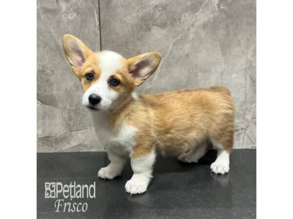 Pembroke Welsh Corgi-Dog-Female-Tri-31843-Petland Frisco & Mckinney, Texas