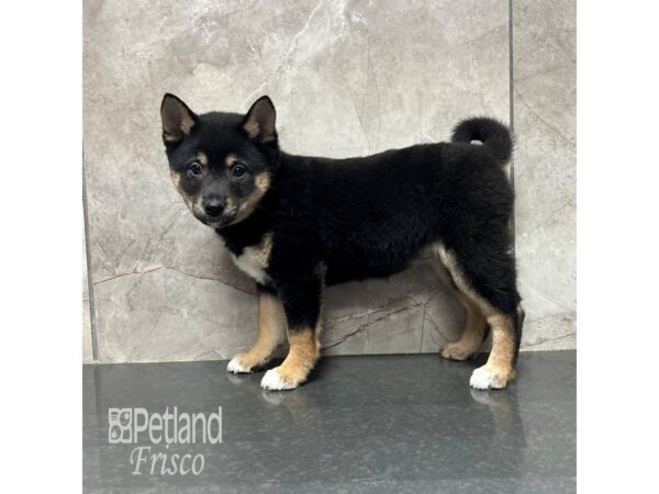 Shiba Inu Dog Female Black and Tan 31831 Petland Frisco, Texas