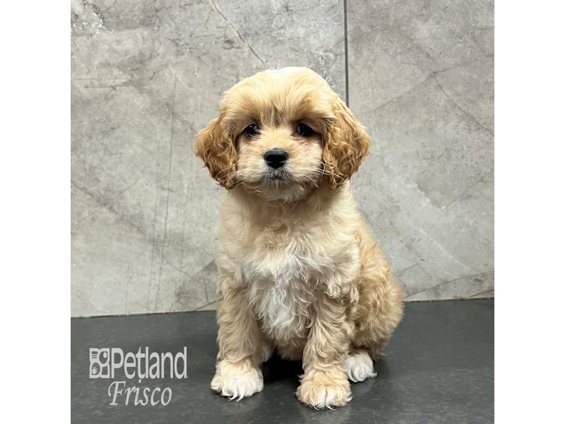 Cockapoo Dog Female Apricot 31841