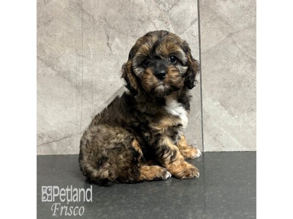 Cockapoo-Dog-Female-Brindle-31842-Petland Frisco & Mckinney, Texas