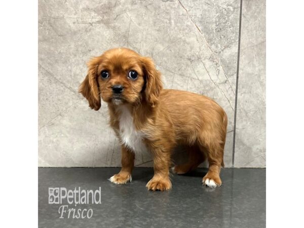 Cavalier King Charles Spaniel-Dog-Female-Ruby-31848-Petland Frisco & Mckinney, Texas