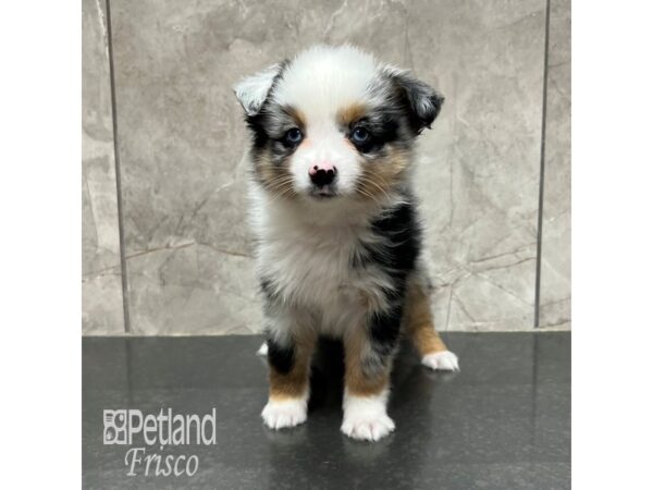 Miniature Australian Shepherd Dog Male Blue Merle 31852 Petland Frisco, Texas