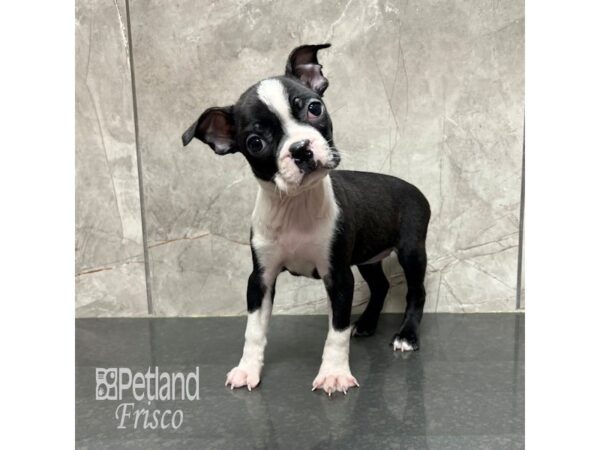 [#31858] Black / White Female Boston Terrier Puppies For Sale