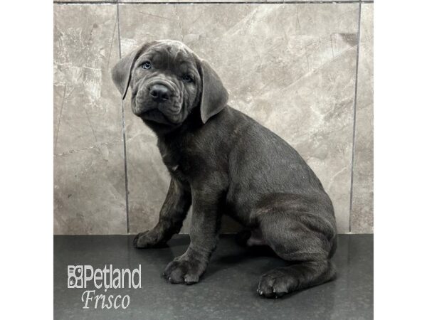 Cane Corso Dog Male Blue 31829 Petland Frisco, Texas