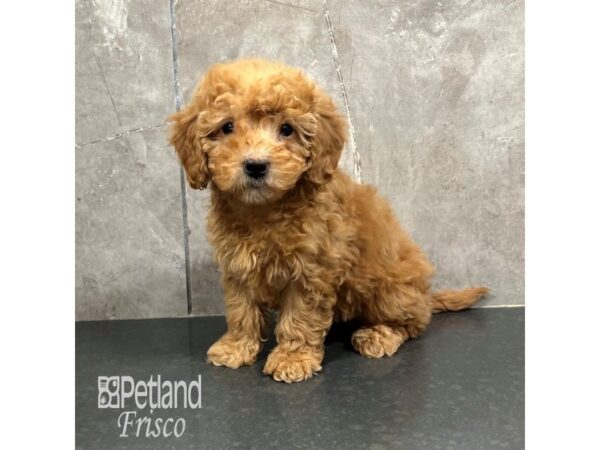 Goldendoodle Mini F1b-Dog-Female-Golden-31837-Petland Frisco, Texas