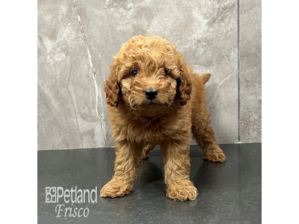 Goldendoodle Mini F1b-Dog-Male-Cream-31839-Petland Frisco & Mckinney, Texas