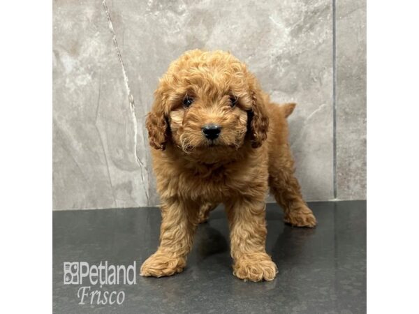 Goldendoodle Mini F1b Dog Male Cream 31839 Petland Frisco, Texas