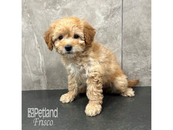 Goldendoodle Mini F1b-Dog-Female-Cream-31835-Petland Frisco, Texas