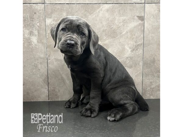 Cane Corso Dog Male Blue 31828 Petland Frisco, Texas