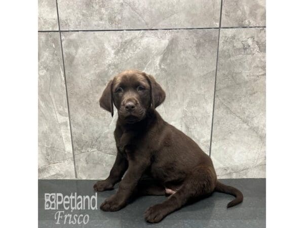 Labrador Retriever-Dog-Male-Chocolate-31854-Petland Frisco, Texas