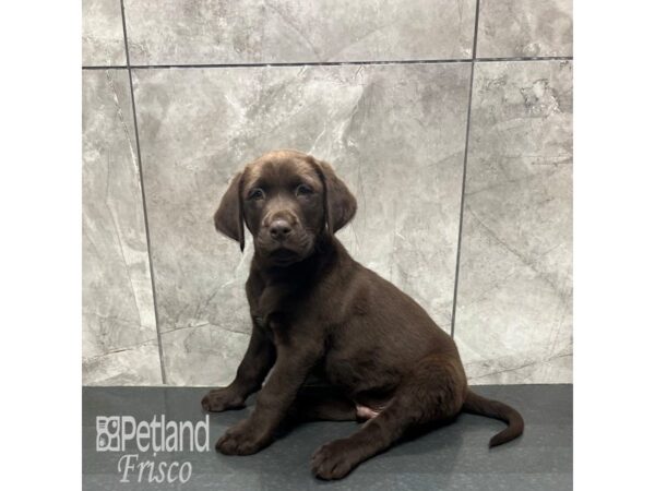 Labrador Retriever Dog Male Chocolate 31854 Petland Frisco, Texas